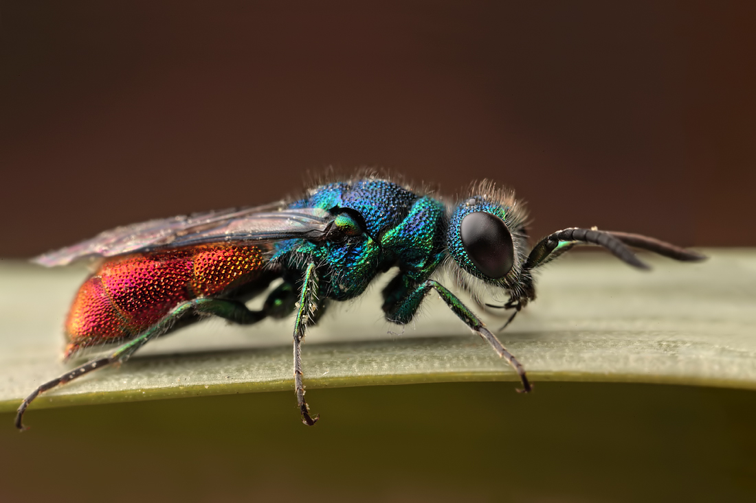 Ruby Tailed Wasp 3
